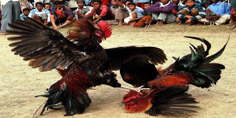 Xem đá gà sắc nét thông qua đường truyền hiện đại