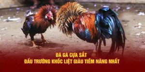 đá gà cựa sắt